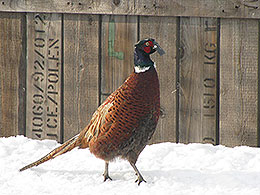 pheasants and partridges